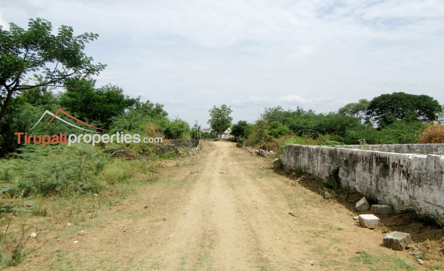 100 Anks East Facing #PlotforSale Near S.V Engg College Karkambadi Road, #Tirupati